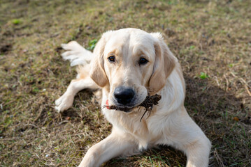 A young male golden retriever lies in the grass and gnaws a piece of a root.