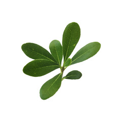Vector sprig of boxwood with green leaves. - obrazy, fototapety, plakaty