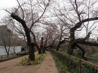 桜咲き始めの千鳥ヶ淵