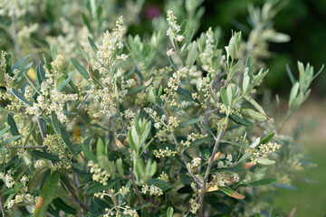 Olivenbaum (Olea europaea)oliva,Echter Ölbaum Olive Werder Havel Brandenburg