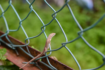 カナヘビ