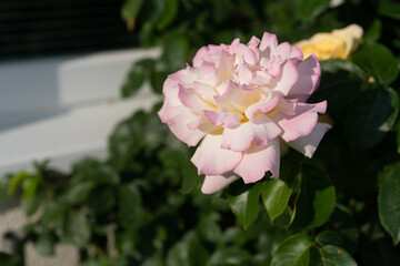 Rose Rosa Werder Havel Brandenburg