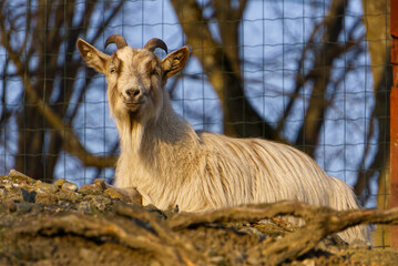 a grown white goat in its enclosure