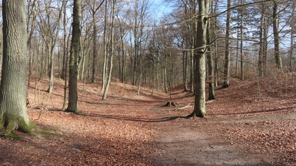 Obraz premium Forest in autumn