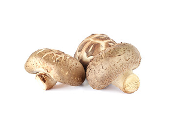 Shiitake mushroom isolated on White background