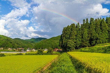 虹と稲穂と田園風景　飛騨高山　初秋９月　
