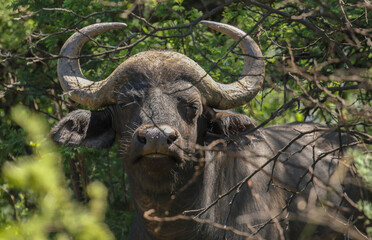 African buffalo, Kruger National Park