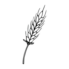 Black isolated outline icon of ear of wheat on white background. Line Icon of ear of wheat.