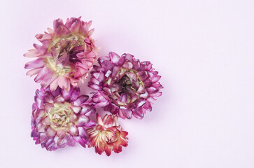 Obraz premium Dried straw flower heads on pink background with copy space.