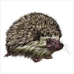 Hedgehog vintage engraving illustration of isolated on white background