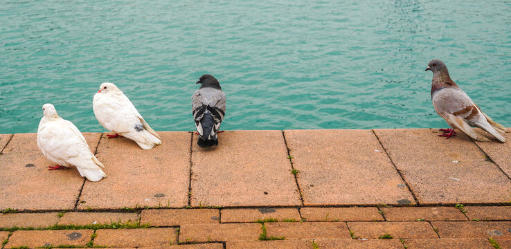Grupo de palomos y palomas en el puerto frente al mar