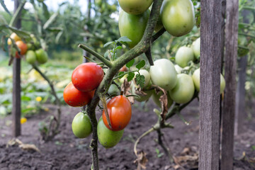tomato bushes ripening on a branch in the garden