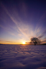 はるにれの日の出