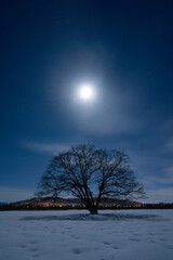 月夜のはるにれ