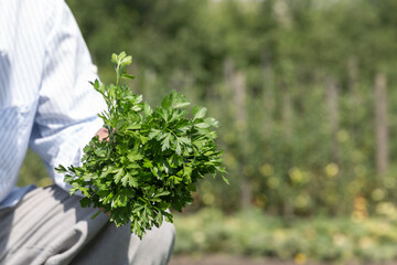 Farmers knit bouquets of greenery and parsley