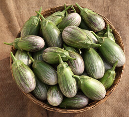 eggplant  brinjles Fresh raw  Eggplant in a basket for Eggplant 