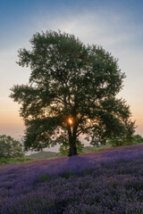 ラベンダー畑の日の出