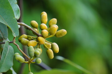 The exotic of krakas fruit. Indonesian also called kakas