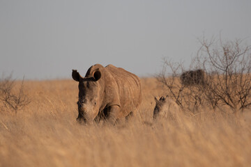 White Rhino with calf, South Africa