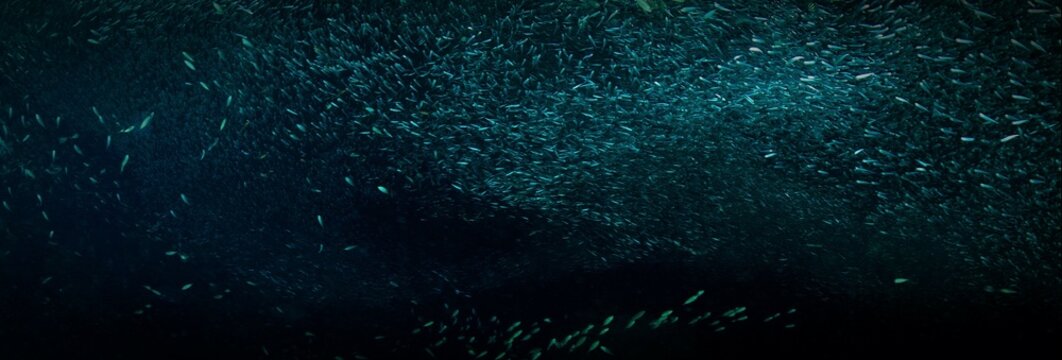 Schools of fish in a panorama photo	
