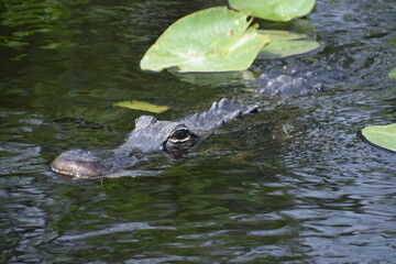 The alligator is swimming quietly towards a Great Blue Heron in the Florida Everglades
