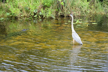 The startled Great Blue Heron just noticed the alligator stalking it in the water nearby © Rick
