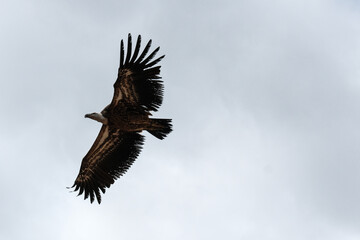 L'aigle