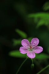 Fototapeta premium wild flower