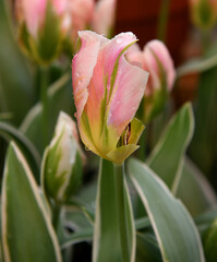 China Town Tulips open pale pinkish-white with bold green feathering and striking white-edged, blue-green foliage