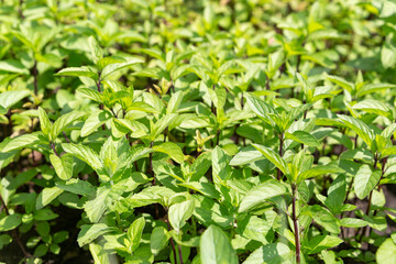 Fototapeta na wymiar Green and fresh mint grows on the garden beds