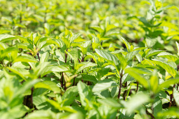 Green and fresh mint grows on the garden beds.. Selective focus