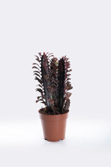 Euphorbia trigona rubra is red in color, its shape has the appearance of a cactus with its entire stem thorny and isolated on a white background.