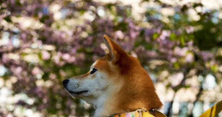 Shiba Inu looks to the left in park with blooming sakura behind him 