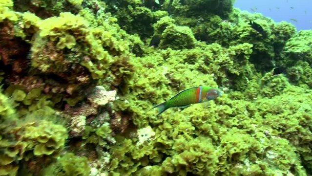 School of fish underwater on sandy bottom of volcanic origin in Atlantic ocean. Camouflage grey of plaice, flatfish on seabed of La Palma Canary Islands. Relax video about marine inhabitants.