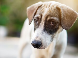 Sad dog. Sad dog face. Dog is waiting for owner. Dogs missing owner. Dog sadness.