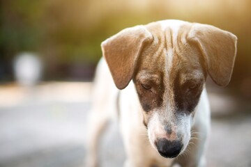 Sad dog. Sad dog face. Dog is waiting for owner. Dogs missing owner. Dog sadness.