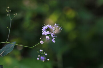 wild flowers