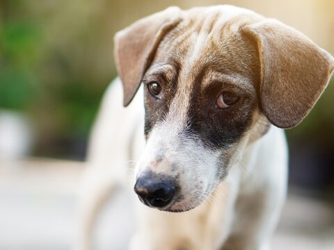 quot Sad Dog Face quot Images Browse 73 Stock Photos Vectors and Video