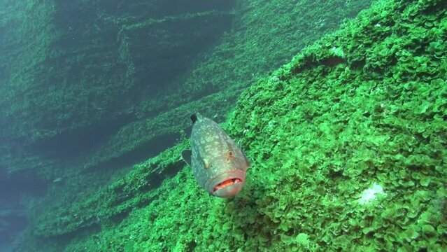 School of fish underwater on sandy bottom of volcanic origin in Atlantic ocean. Camouflage grey of plaice, flatfish on seabed of La Palma Canary Islands. Relax video about marine inhabitants.