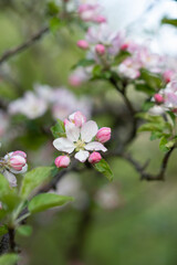 Obraz na płótnie Canvas apple blossom on a twig of pink and white
