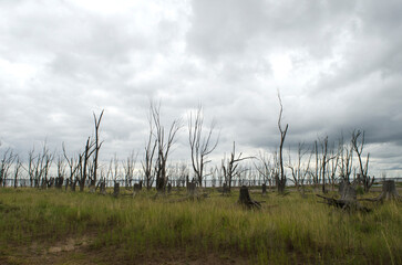 dry forest due to flooding of lake epecuen