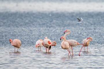 Pink Flamengo on Tunis Lake - Tunisia