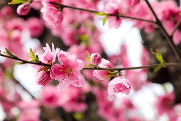 Fototapeta na wymiar くもりの日の葉桜