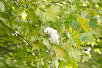 a bird perched on a tree branch