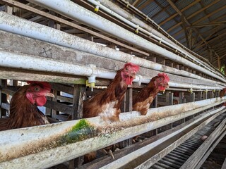 a large number of laying hens in the coop