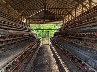 a large number of laying hens in the coop