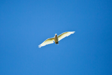 a bird flying in a clear blue sky