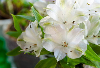 Obraz premium Beautiful spring white flowers close-up 