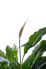 White flower and spathe of a plant of the genus Spathiphyllum with a white spadix. Inflorescence, against a white background.