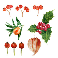 Orange and red watercolor berries. Physalis, holly, mountain ash, rosehip